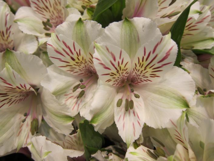 Alstroemeria is just one of the many beautiful choices of flowers available to create the perfect bouquet for you!